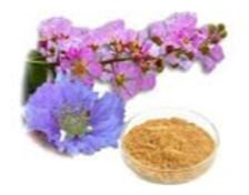 banaba extract