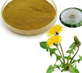 dandelion root extract